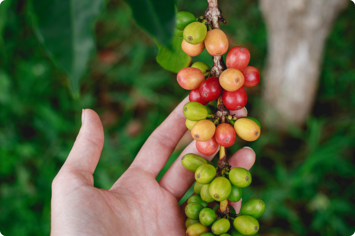 La historia del café y su impacto en la cultura mundial