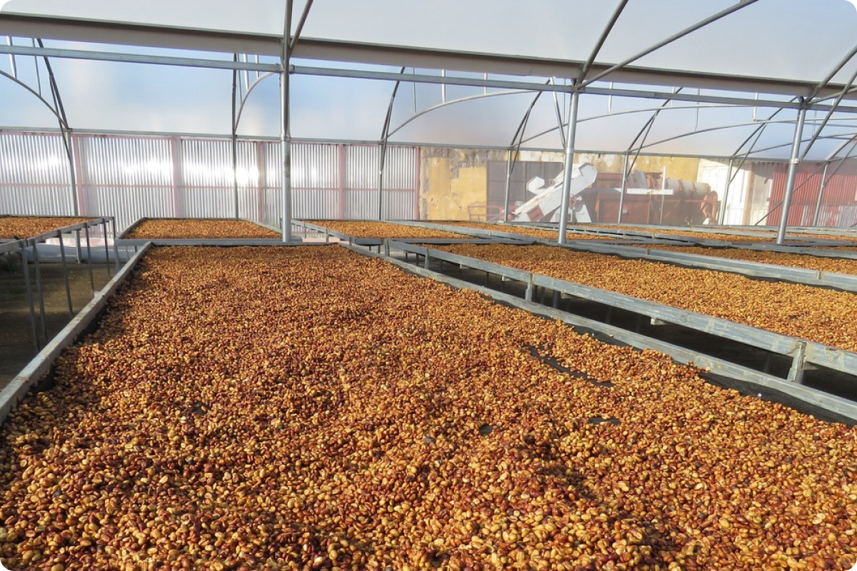 La finca Tres Milagros: una joya del café de Costa Rica