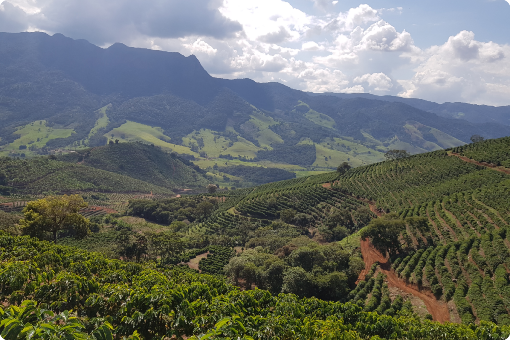 Del cultivo al paladar: El proceso de producción del café