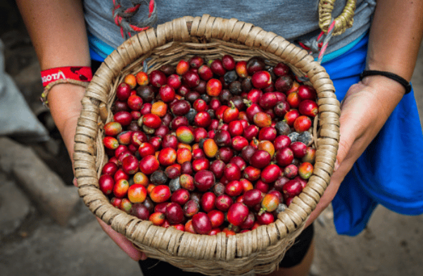 sensorial coffee experiencia trazabilidad
