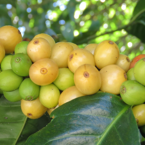 Proceso Black Honey, Costa Rica