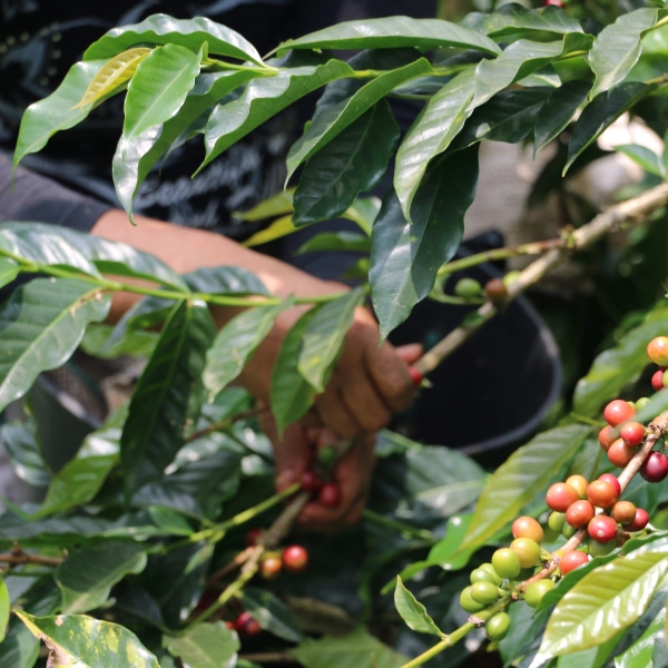 recogida de café