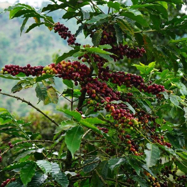 Café en grano mazico regional selection