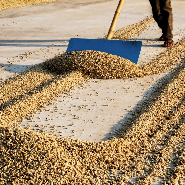 secado de café