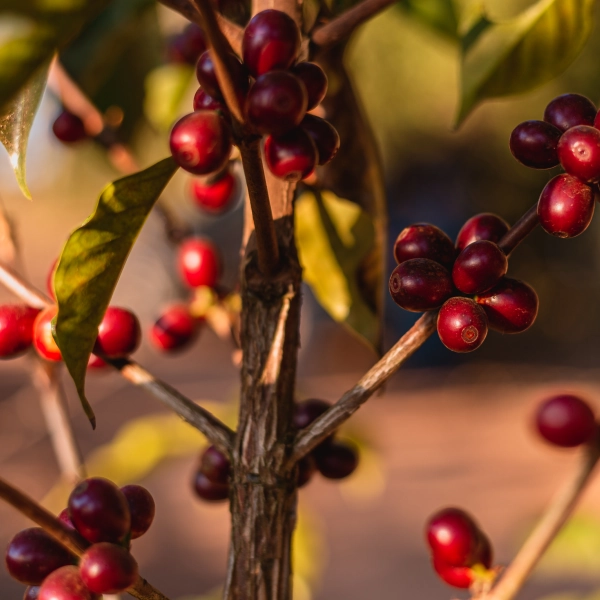 Café en granos para suscripción de café