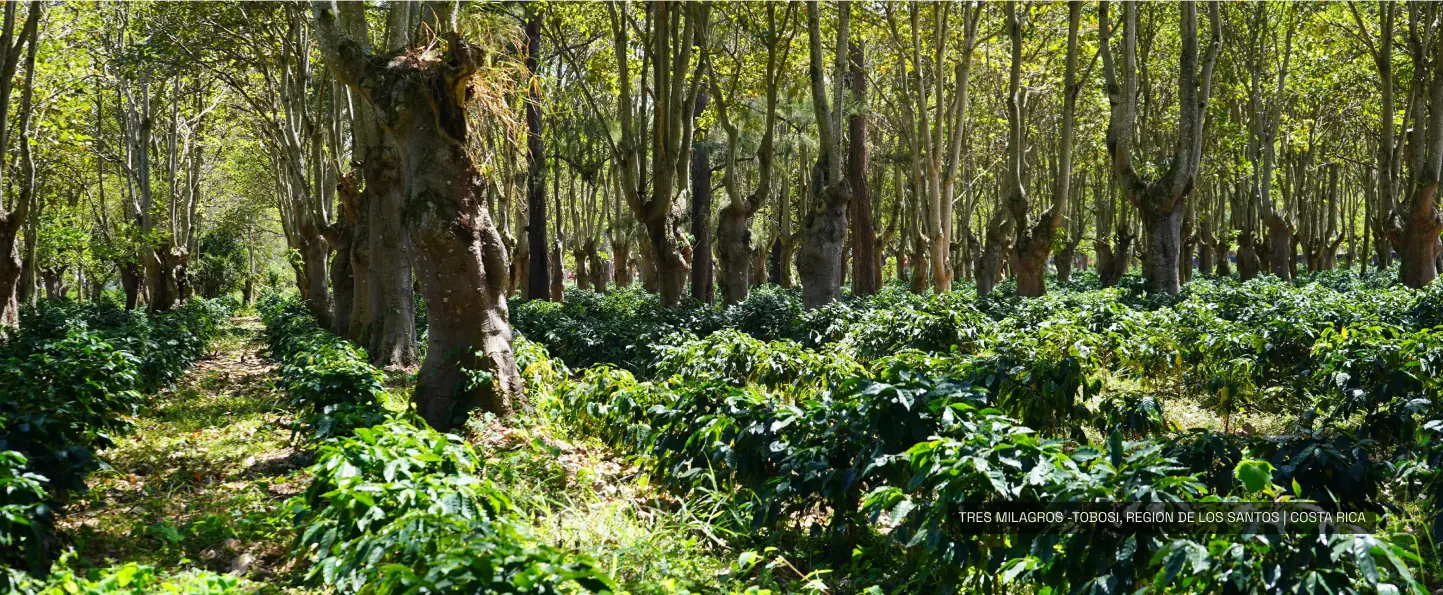 tres milagros costa rica