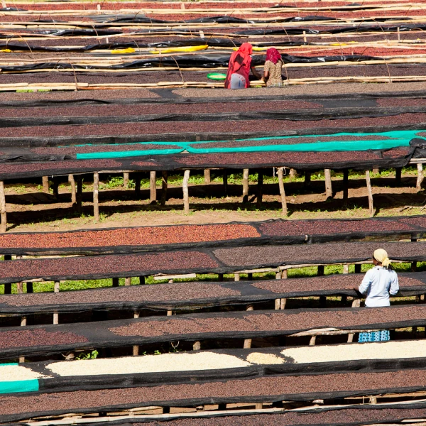 Gesha Village en Etiopía