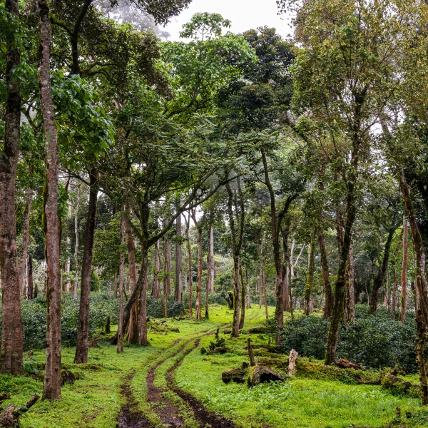 Gesha Village en Etiopía