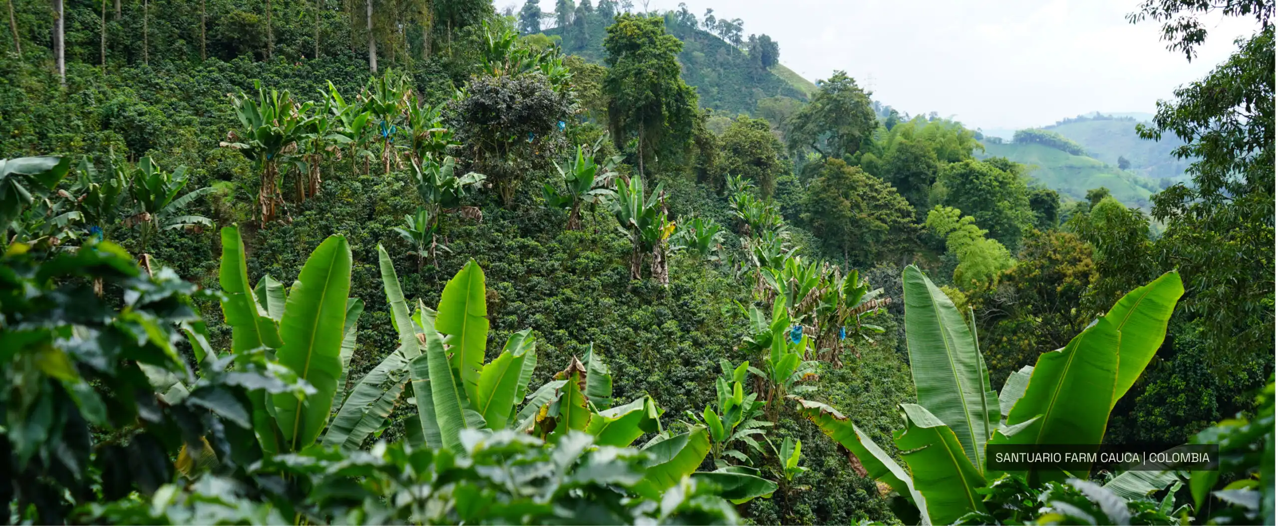 santuario farm cauca