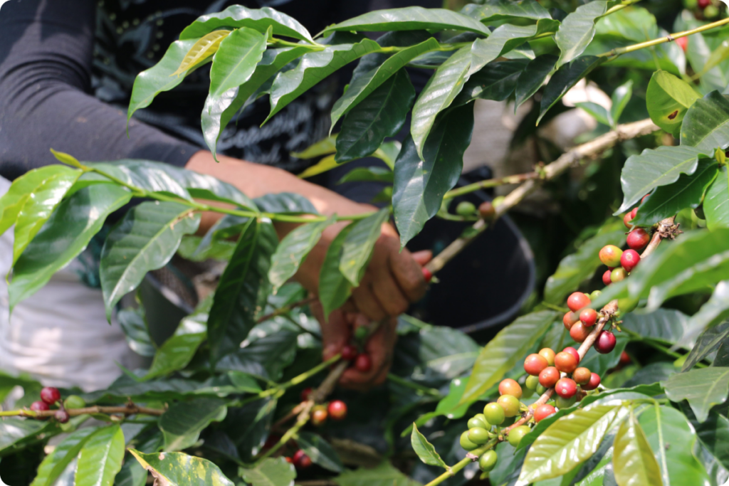 Sostenibilidad del café