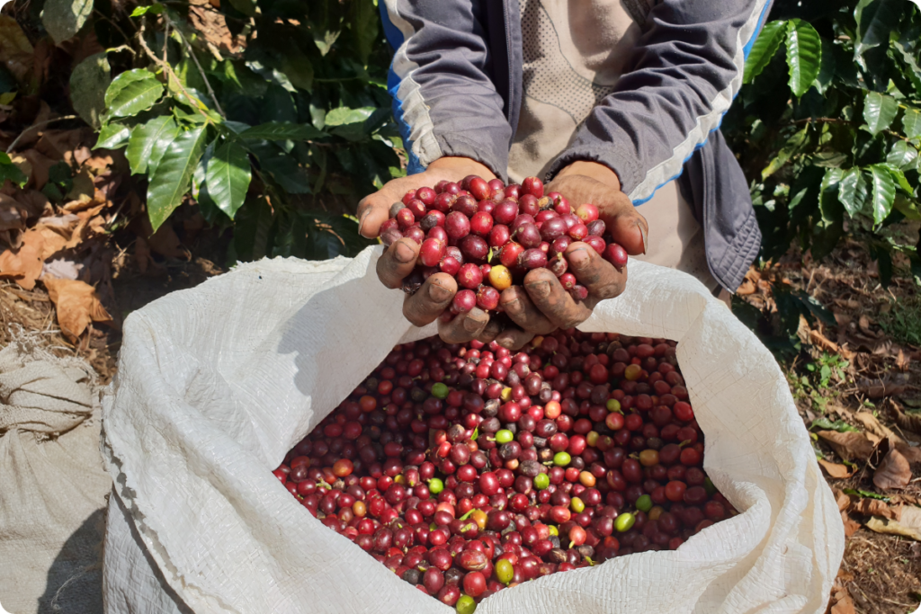 El café de especialidad para tu cafetería | Café de Mexico | Café de especialidad | Café en grano