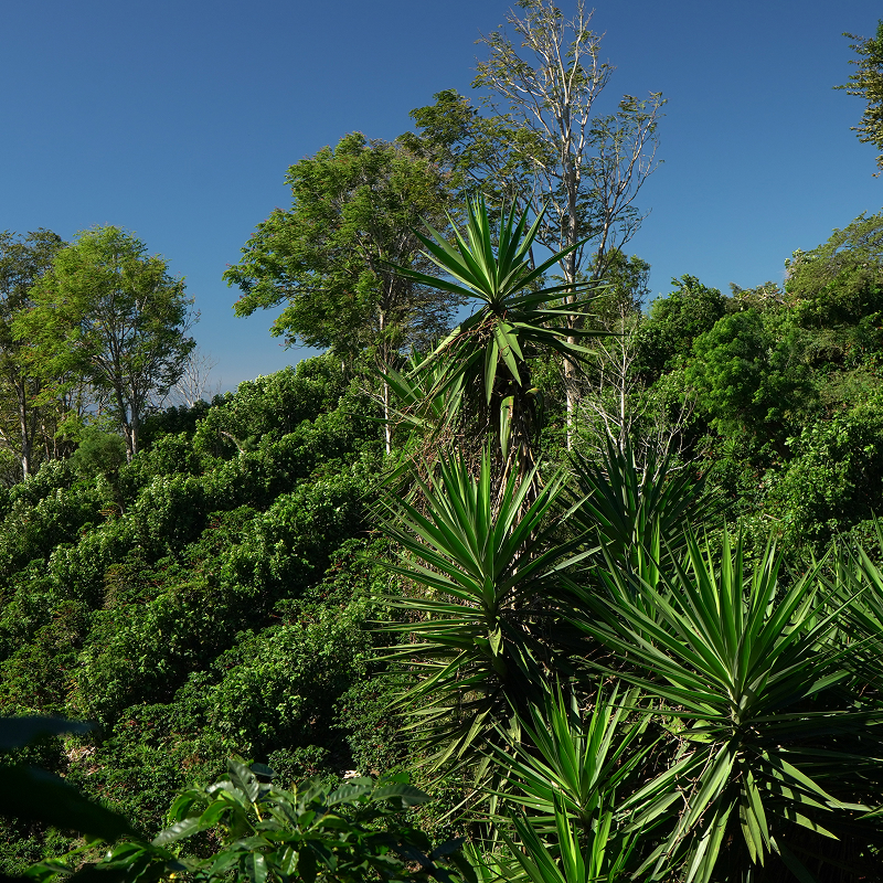 san josé en el salvador | finca de café