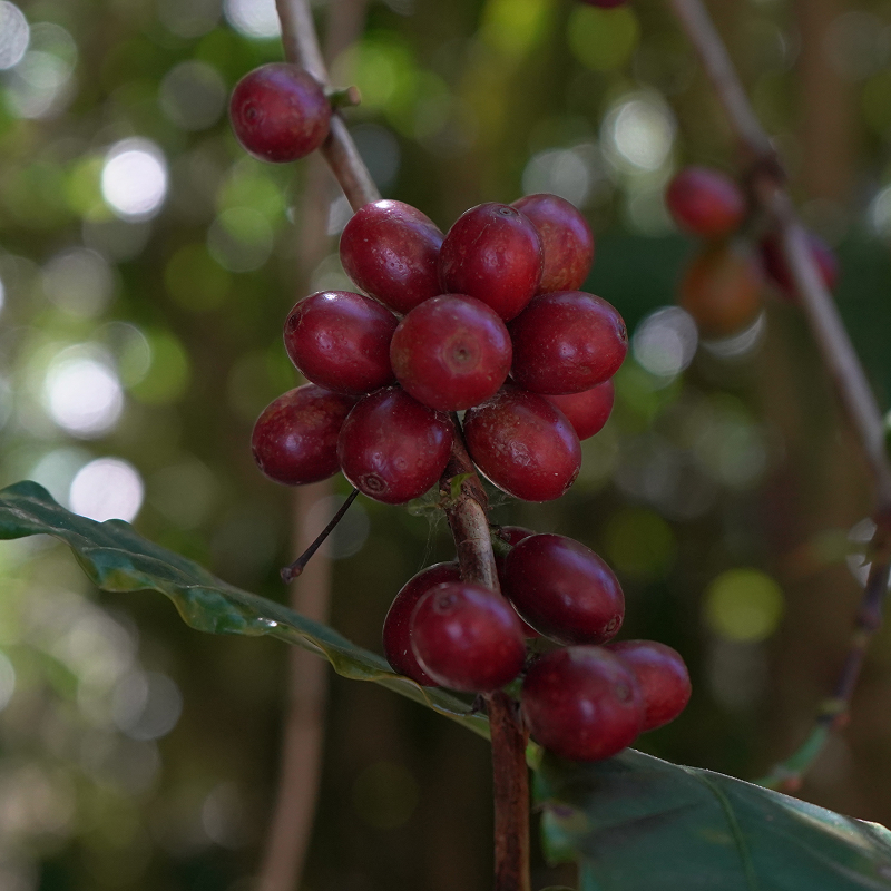 san josé en el salvador | finca de café