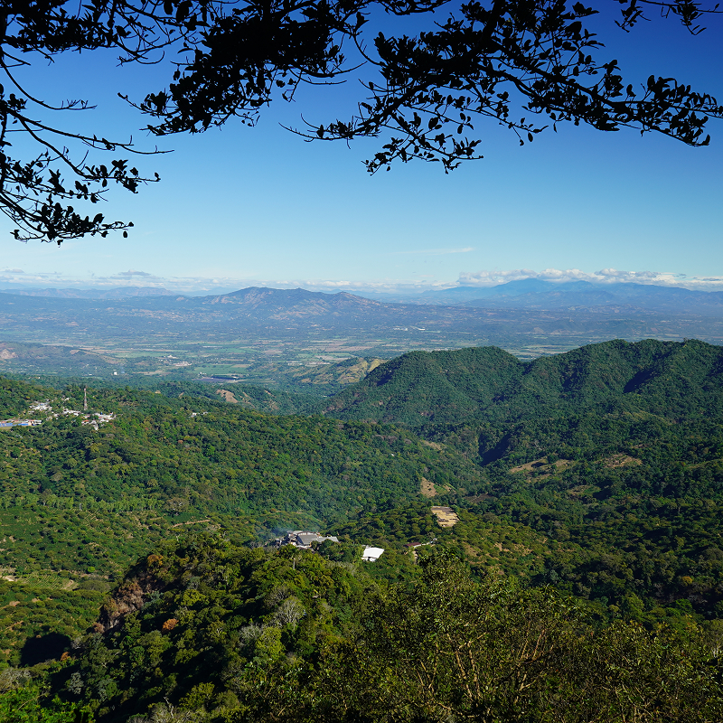 san carlos estate en el salvador | finca de café