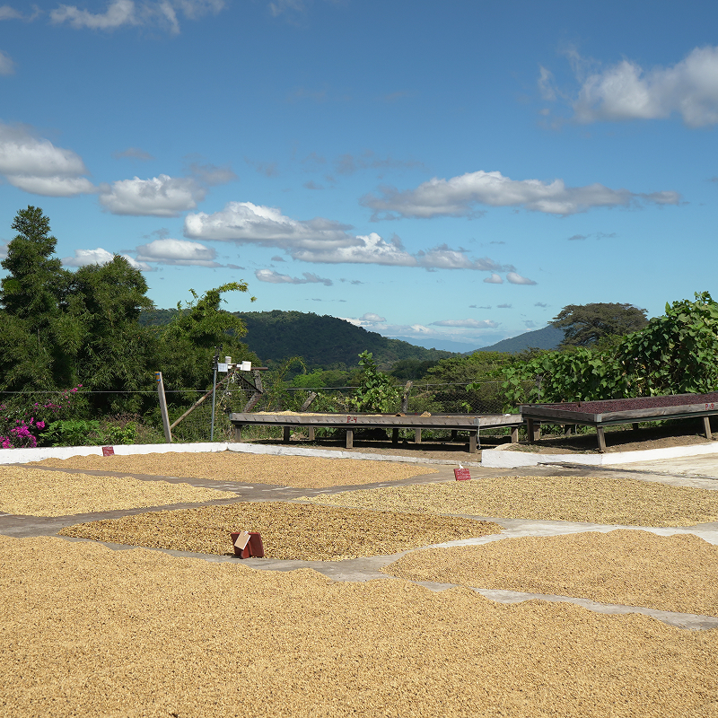 san carlos estate en el salvador | finca de café